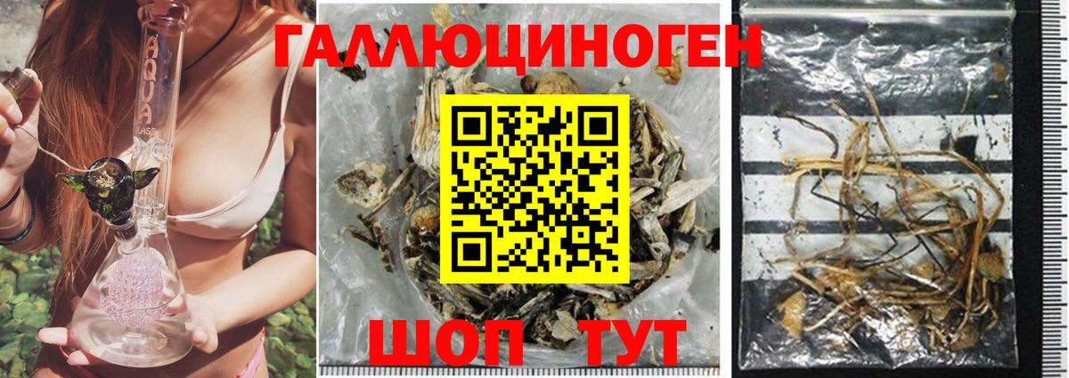 Псилоцибиновые грибы Psilocybine cubensis Добрянка